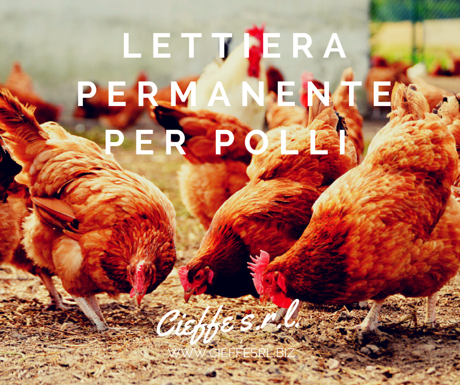lettiera permanente polli
