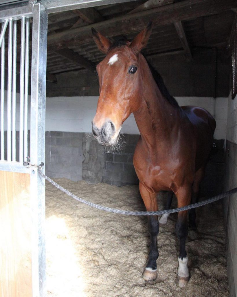 Lettiera Cavallo