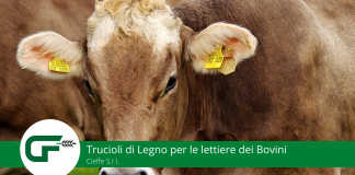 Trucioli di Legno per le lettiere dei Bovini - Cieffe srl