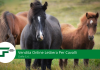 Vendita Online Lettiera Per Cavalli