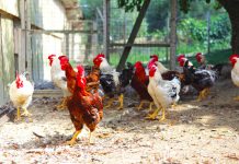 lettiere per allevamenti avicoli