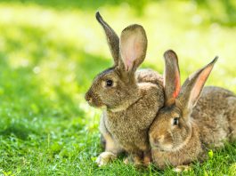 lettiera per allevamenti di conigli