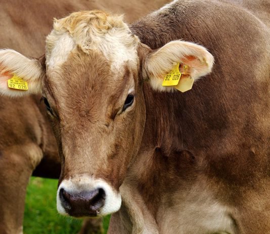 Lettiera per bovini