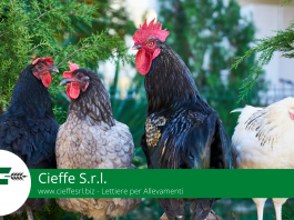 Lettiere Permanente Allevamenti Avicoli - Cieffe