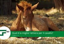 Paglia Trucioli Cavallo